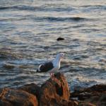 Cambria_0217 (November 05, 2011)